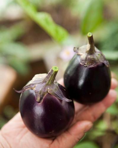 【ガーデニング】初心者でも失敗知らずの「野菜＋ハーブの寄せ植え」とは？ 今すぐ始めたい【ベランダ菜園】（サムネイル画像4）