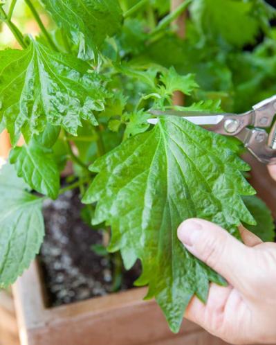 初心者でも失敗しない【ベランダ菜園】ミニトマト＋バジル＋シソで寄せ植えレッスン（サムネイル画像13）