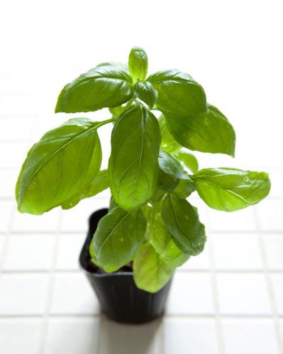 【ガーデニング】初心者でも失敗知らずの「野菜＋ハーブの寄せ植え」とは？ 今すぐ始めたい【ベランダ菜園】（サムネイル画像8）