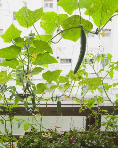 初心者でも失敗しない【ベランダ菜園】ミニトマト＋バジル＋シソで寄せ植えレッスン（サムネイル画像15）