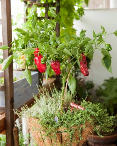 初心者でも失敗しない【ベランダ菜園】ミニトマト＋バジル＋シソで寄せ植えレッスン（サムネイル画像18）