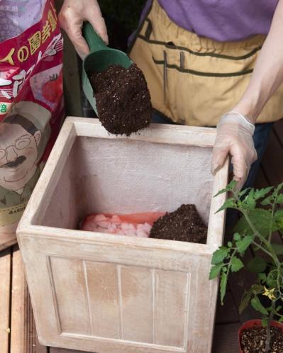初心者でも失敗しない【ベランダ菜園】ミニトマト＋バジル＋シソで寄せ植えレッスン（サムネイル画像4）