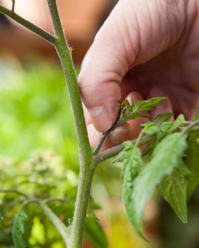 初心者でも失敗しない【ベランダ菜園】ミニトマト＋バジル＋シソで寄せ植えレッスン（サムネイル画像10）