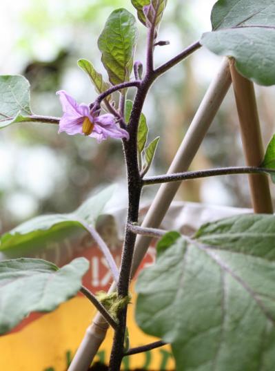 初心者でも失敗しない【ベランダ菜園】ミニトマト＋バジル＋シソで寄せ植えレッスン（サムネイル画像23）
