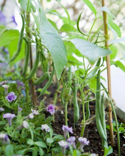 初心者でも失敗しない【ベランダ菜園】ミニトマト＋バジル＋シソで寄せ植えレッスン（サムネイル画像25）