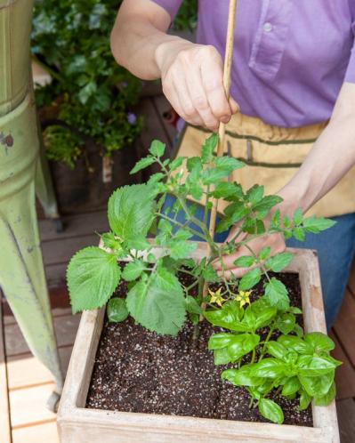 初心者でも失敗しない【ベランダ菜園】ミニトマト＋バジル＋シソで寄せ植えレッスン（サムネイル画像7）