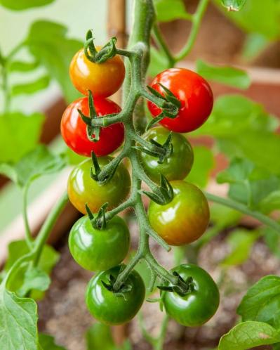 初心者でも失敗しない【ベランダ菜園】ミニトマト＋バジル＋シソで寄せ植えレッスン（サムネイル画像11）