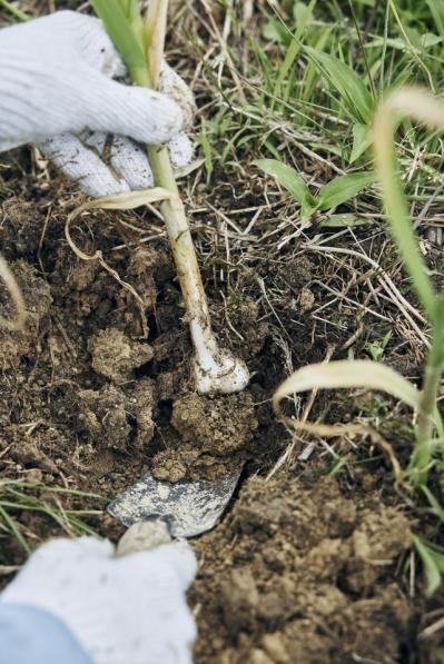 都会から地方へ。畑仕事をはじめたデザイナーAsakoさんの「農」のある暮らし（サムネイル画像6）