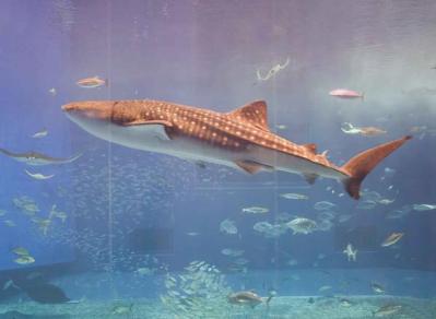 【プロ直伝】スマホで撮れる風景写真「7つの構図レッスン」（サムネイル画像16）