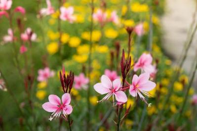 【ガーデニング】植えっぱなしで毎年咲いてくれる【宿根草・多年草】の花で、初夏の庭を彩る（サムネイル画像9）