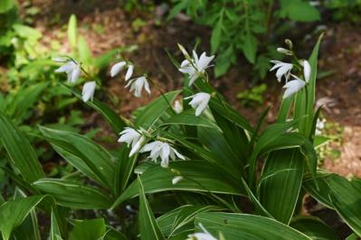 【ガーデニング】植えっぱなしで毎年咲いてくれる【宿根草・多年草】の花で、初夏の庭を彩る（サムネイル画像12）