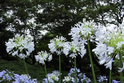 【ガーデニング】植えっぱなしで毎年咲いてくれる【宿根草・多年草】の花で、初夏の庭を彩る（サムネイル画像4）