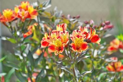 【ガーデニング】植えっぱなしで毎年咲いてくれる【宿根草・多年草】の花で、初夏の庭を彩る（サムネイル画像13）