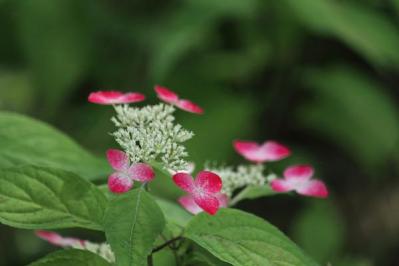 【ガーデニング】アジサイのイメージ一新！多彩な花色とバリエーションを楽しむ（サムネイル画像12）