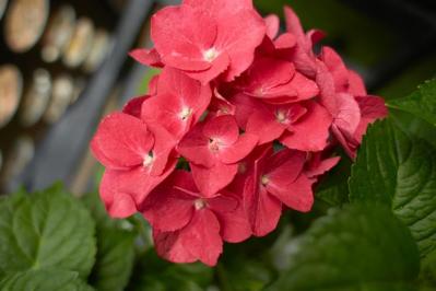 【ガーデニング】アジサイのイメージ一新！多彩な花色とバリエーションを楽しむ（サムネイル画像2）