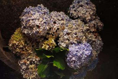 【ガーデニング】アジサイのイメージ一新！多彩な花色とバリエーションを楽しむ（サムネイル画像13）