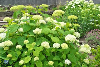 【ガーデニング】アジサイのイメージ一新！多彩な花色とバリエーションを楽しむ（サムネイル画像5）