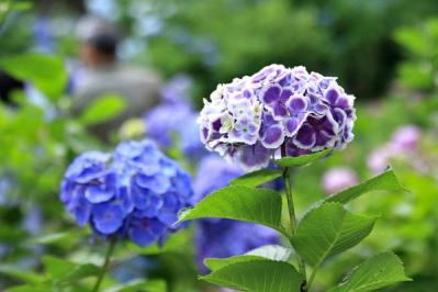 【ガーデニング】アジサイのイメージ一新！多彩な花色とバリエーションを楽しむ（サムネイル画像3）