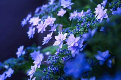 【ガーデニング】アジサイのイメージ一新！多彩な花色とバリエーションを楽しむ（サムネイル画像9）