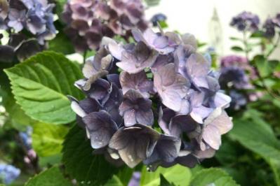 【ガーデニング】アジサイのイメージ一新！多彩な花色とバリエーションを楽しむ（サムネイル画像4）