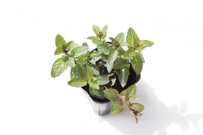 【ガーデニング】さわやかな香りと愛らしい花を楽しむハーブの寄せ植え（サムネイル画像7）