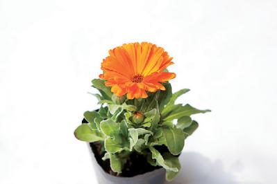 【ガーデニング】さわやかな香りと愛らしい花を楽しむハーブの寄せ植え（サムネイル画像8）