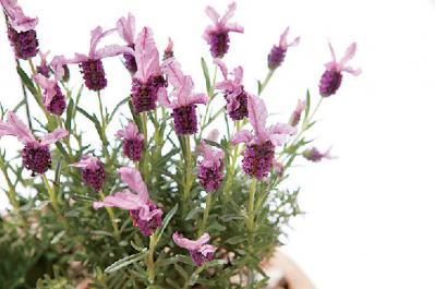 【ガーデニング】さわやかな香りと愛らしい花を楽しむハーブの寄せ植え（サムネイル画像6）