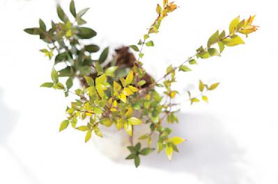 【ガーデニング】さわやかな香りと愛らしい花を楽しむハーブの寄せ植え（サムネイル画像9）