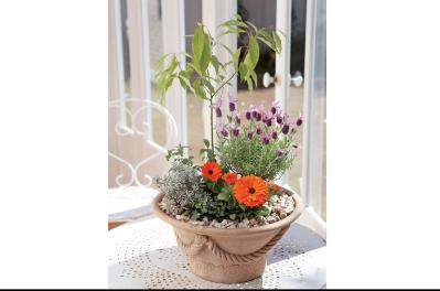 【ガーデニング】さわやかな香りと愛らしい花を楽しむハーブの寄せ植え