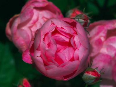 【ガーデニング】失敗しないバラ選び。代表的な「花形」6選とは？（サムネイル画像7）