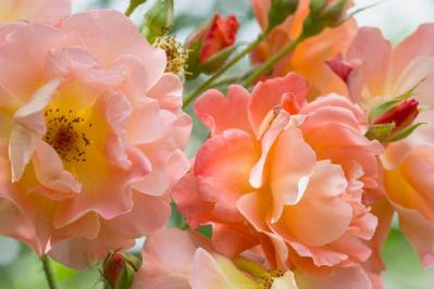 【ガーデニング】失敗しないバラ選び。代表的な「花形」6選とは？（サムネイル画像5）