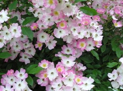 【ガーデニング】失敗しないバラ選び。代表的な「花形」6選とは？（サムネイル画像6）