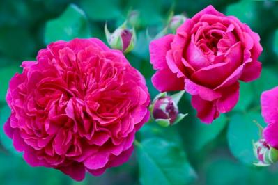 【ガーデニング】失敗しないバラ選び。代表的な「花形」6選とは？（サムネイル画像4）