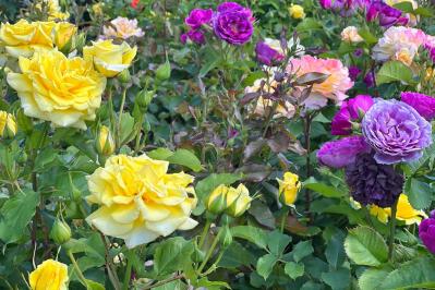 【ガーデニング】失敗しないバラ選び。代表的な「花形」6選とは？（サムネイル画像）