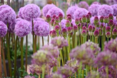 【ガーデニング】初夏を彩る球根植物8選　視線を引きつける主役級ぞろい（サムネイル画像6）