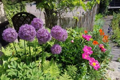 【ガーデニング】初夏を彩る球根植物8選　視線を引きつける主役級ぞろい（サムネイル画像2）