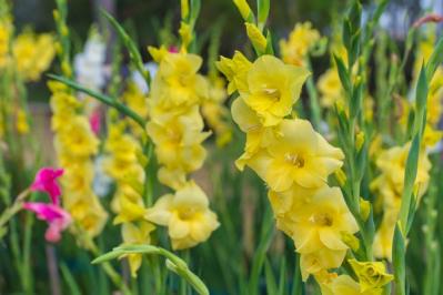 【ガーデニング】初夏を彩る球根植物8選　視線を引きつける主役級ぞろい（サムネイル画像7）