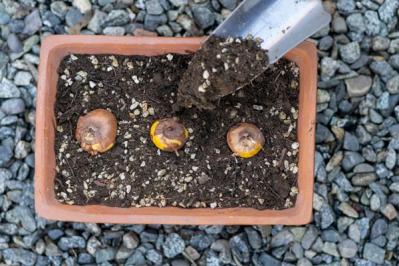 【ガーデニング】初夏を彩る球根植物8選　視線を引きつける主役級ぞろい（サムネイル画像14）