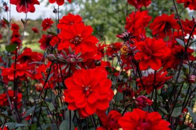 【ガーデニング】初夏を彩る球根植物8選　視線を引きつける主役級ぞろい（サムネイル画像9）