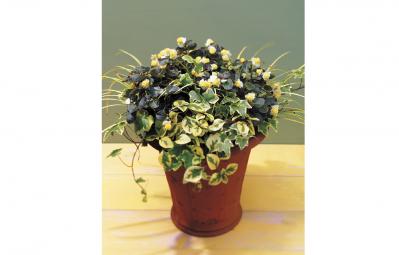 【ガーデニング】手入れがラクで、秋まで長く咲くのが魅力！【ベゴニアの寄せ植え】（サムネイル画像）