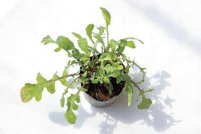 【ガーデニング】初心者でも育てやすく料理に活躍する「ハーブの寄せ植え」（サムネイル画像11）