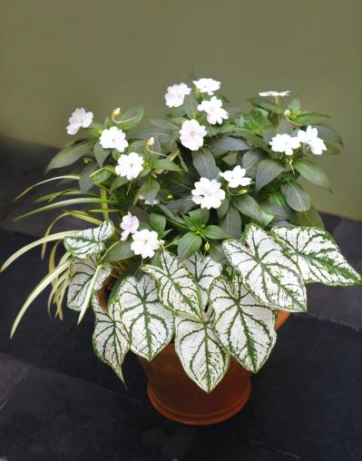 【ガーデニング】蒸し暑い日本の夏でも元気に育ち、秋まで長く咲く【インパチエンスの寄せ植え】（サムネイル画像3）