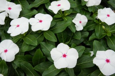 【ガーデニング】多彩な色・形の花が秋まで長く咲く！多年草【ニチニチソウ】の寄せ植え（サムネイル画像2）
