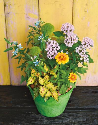 【ガーデニング】初夏から秋まで咲く！ キュートな【ペンタス】の寄せ植え（サムネイル画像3）