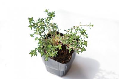 【ガーデニング】初心者でも育てやすく料理に活躍する「ハーブの寄せ植え」（サムネイル画像8）