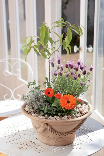 【ガーデニング】さわやかな香りと愛らしい花を楽しむハーブの寄せ植え（サムネイル画像2）