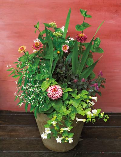 【ガーデニング】秋まで繰り返し咲くのが魅力！ 初心者でも育てやすい【ジニアの寄せ植え】（サムネイル画像3）