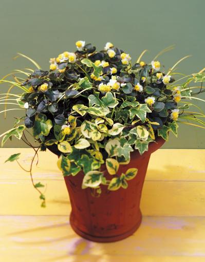 【ガーデニング】手入れがラクで、秋まで長く咲くのが魅力！【ベゴニアの寄せ植え】（サムネイル画像5）