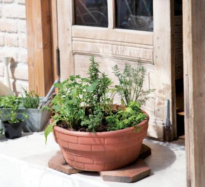 【ガーデニング】初心者でも育てやすく料理に活躍する「ハーブの寄せ植え」（サムネイル画像2）