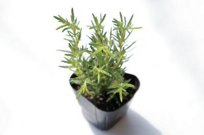 【ガーデニング】初心者でも育てやすく料理に活躍する「ハーブの寄せ植え」（サムネイル画像12）